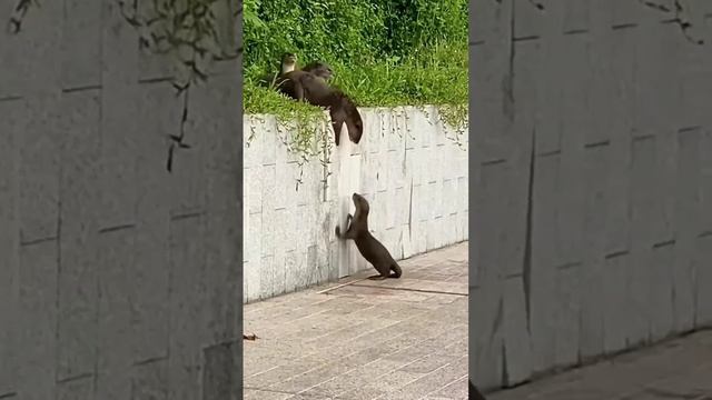 Папа и мама быстро перетаскали деток.