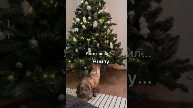 Где мой шарики?..)) • #кошки #кошкивидео