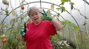 ПОСТРИГЛА ПОМИДОРЫ В ТЕПЛИЦЕ И САМА ПОСТРИГЛАСЬ.