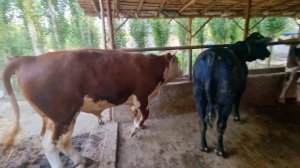 Мана новвос бокиш 40 млнга берилмади Ангус зотли ( Новвос бокиш )