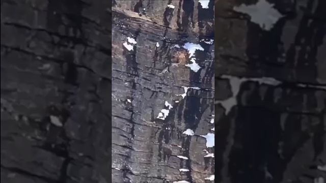 Ничего особенного, просто снежные барсы играют на скале смотреть онлайн