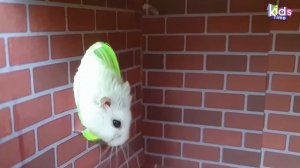 Лучшие испытания для хомячка ХОМЫ! Хомячок убегает из лабиринта с препятствиями