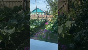 Читаем вместе: В.Солоухин «Подворотня»/11.08.21