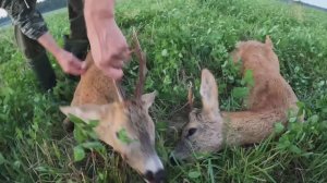 Охота на самца косули на гону 2022.mp4