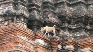 A Dog Living In The Ruins Of An Old City