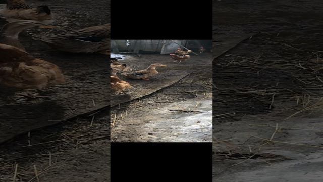 Идем в баню к соседу! Деревенская жизнь совсем не городская ! смотреть онлайн