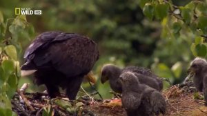 Дикая Канада. Часть 2.Западные территории