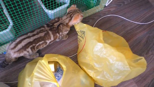 Кошка Шейла проверяет покупки / Sheila the cat checks purchases смотреть онлайн