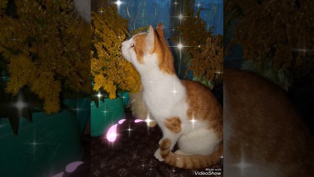 🐱 КОТИК, ФОНАРЬ 🐱 19 СЕНТЯБРЯ 2024 г.🐱