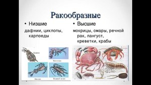 Ракообразная тима brat_v1meks-а