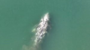 Gray whale feeding in Morro Bay California delighting crowds