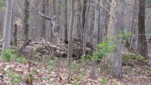 tyler co turkey hunt with Dave Henderson