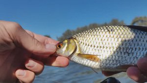 Крупная плотва и краснопёрка на поплавочную удочку с лодки))Отличный клёв 👍