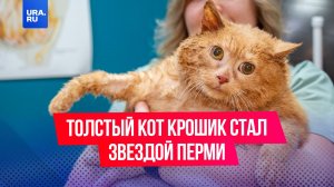 Толстый кот Крошик стал звездой Перми