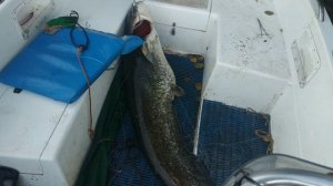 ДВЕ ПОЕЗДКИ НА СОМА.ВОЛГА И ИВАНЬКА.