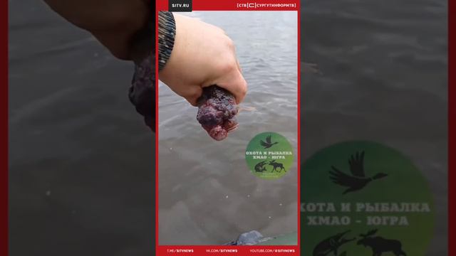 Рыбак поймал карася-мутанта в водах ХМАО