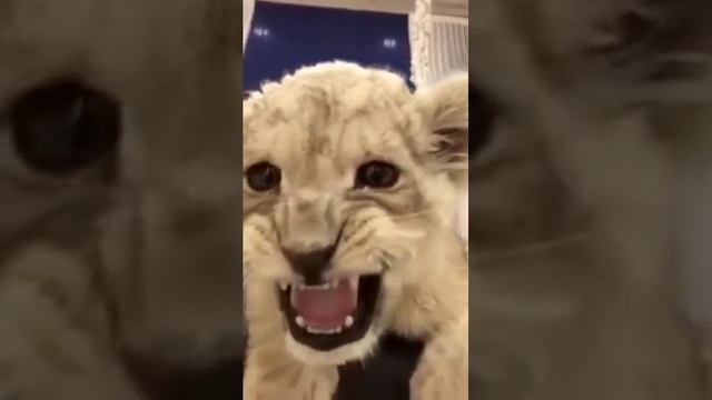 Милый котик смотреть онлайн