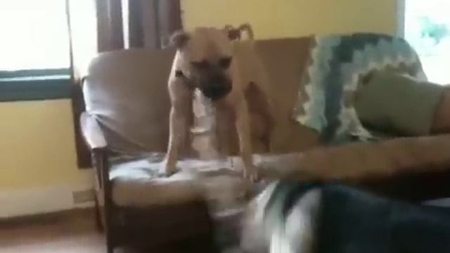 Pit Bull vs German Shepherd - Tug of War смотреть онлайн