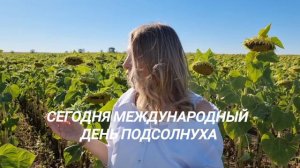 Семена гибриды подсолнечника