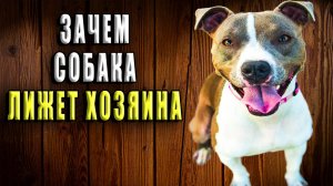Зачем собака лижет хозяина