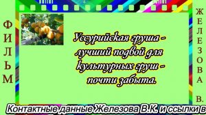 Уссурийская груша - лучший подвой для культурных груш - почти забыта.