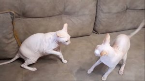 Битва Котов