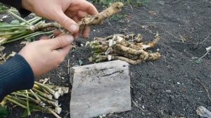 Заготовка ХРЕНА! Целебные свойства КОРНЯ ХРЕНА!