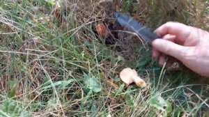 Как искать грибы если их собрали до вас. Много рыжиков