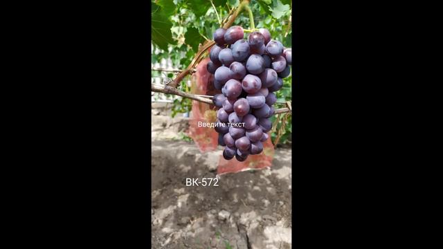 Каталог винограда. Продажа посадочного материала.