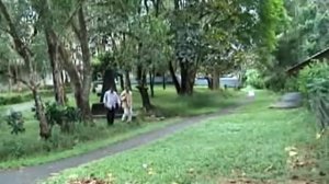Lagu Dayak - Asop Babungo