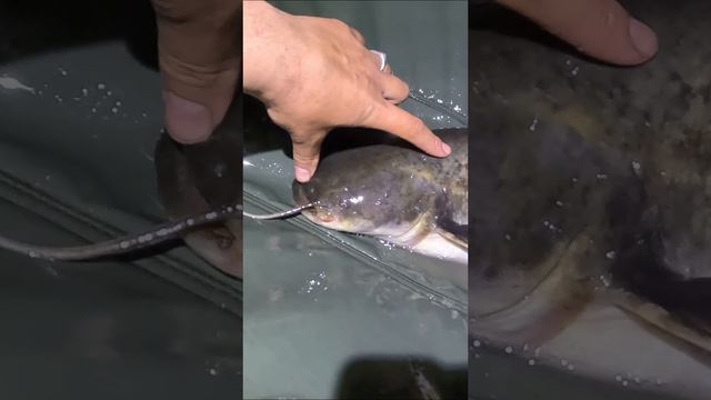🎣 💪 Роман выловил сома! #карп #сом #рыбалка #flat #флэтфидер