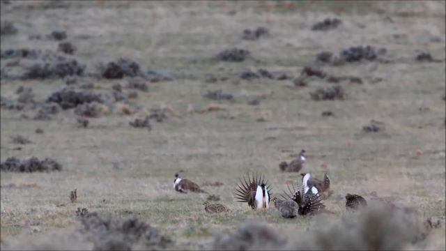 Sage Grouse Lek 2017 смотреть онлайн