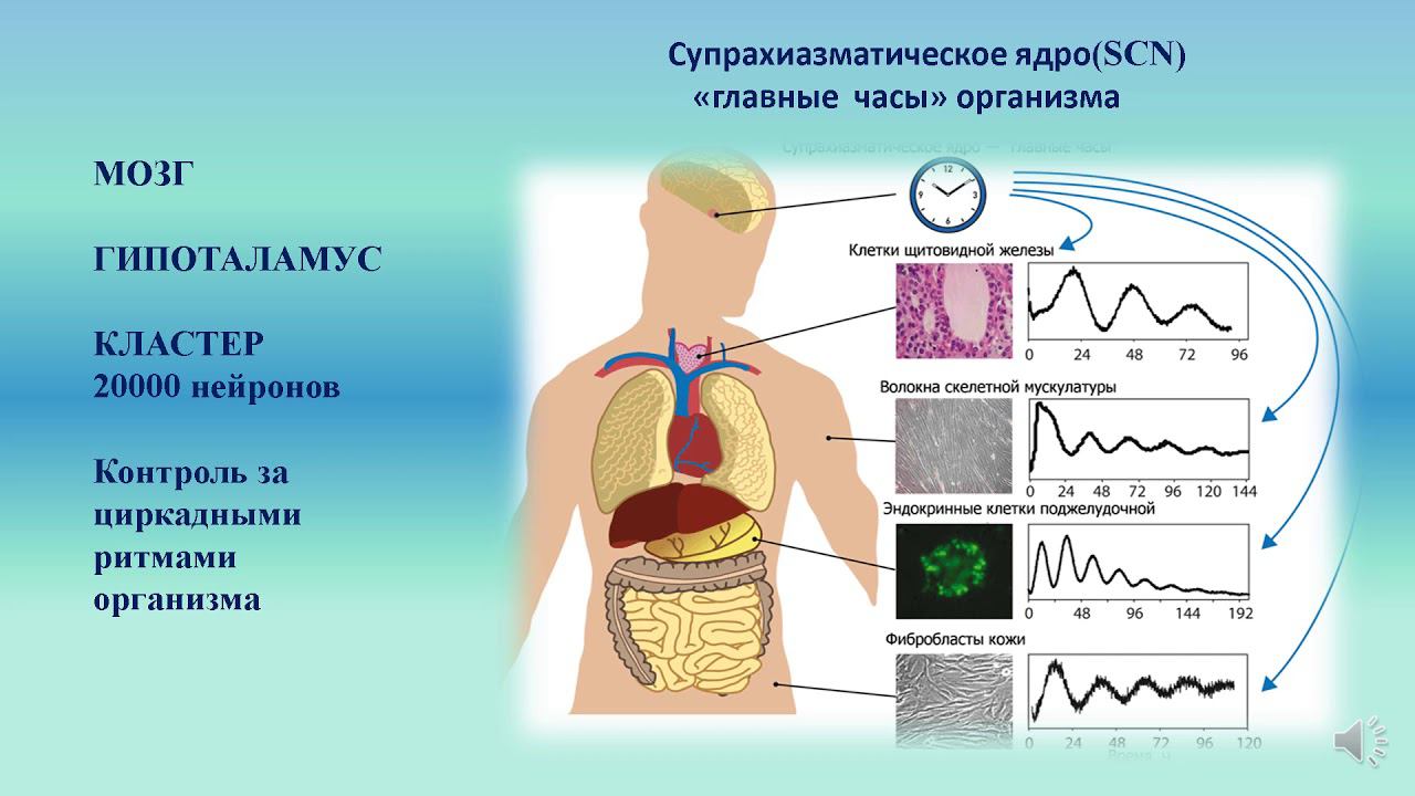 Лекция Биоритмы Часть 1 Ковалёва М.Н., к.п.н. смотреть онлайн