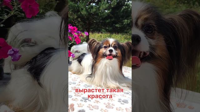 Папийон