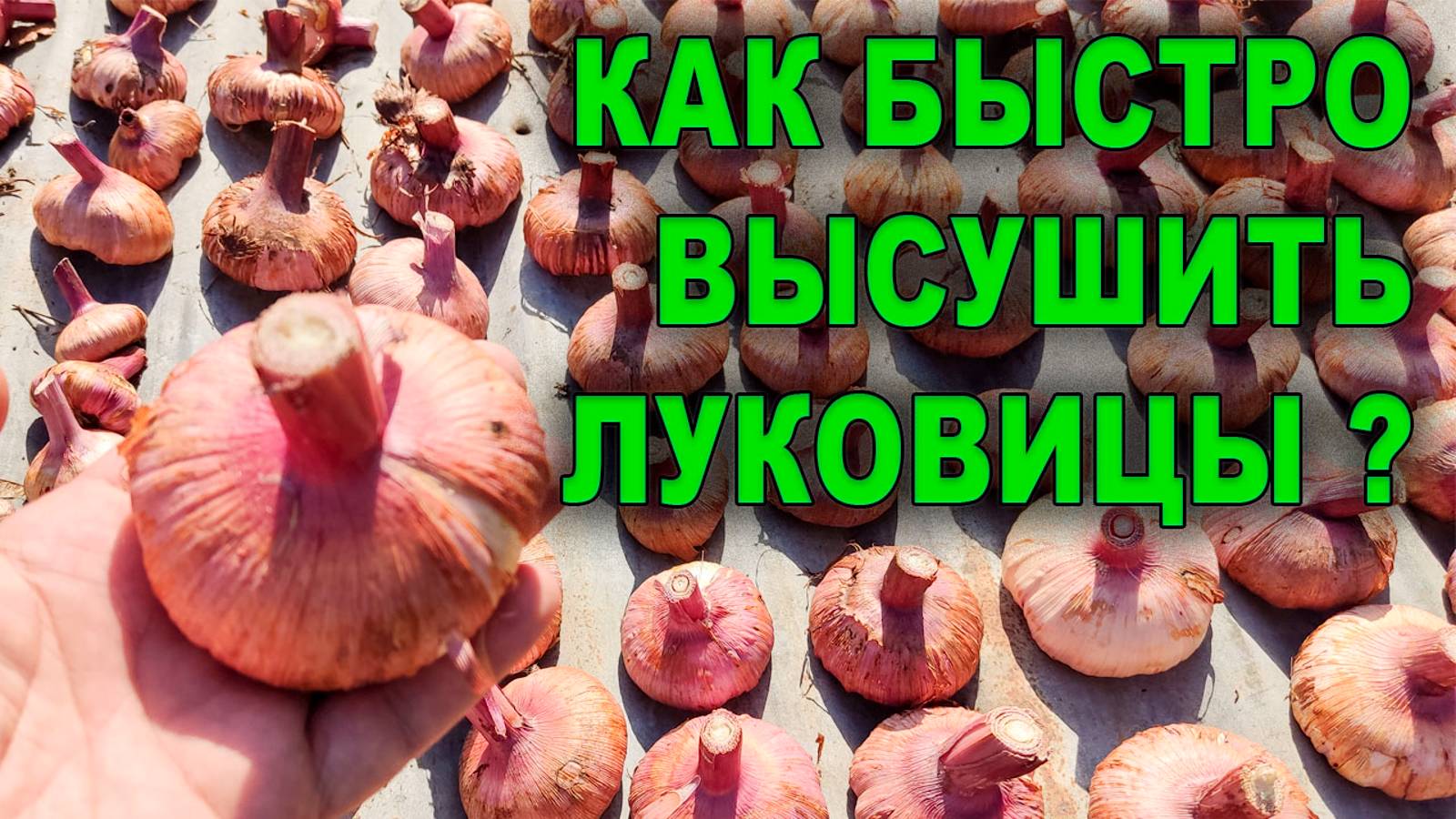 🔥 СУПЕР-МЕТОД высушки луковиц ОСЕНЬЮ! 💯КАК ВЫСУШИТЬ ЛУКОВИЦЫ гладиолусов! 💥 Проверено опытом!