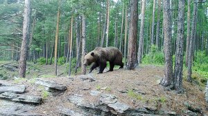 Медведи. Большереченское лесничество Прибайкальского национального парка. Тёплый сезон - 2024