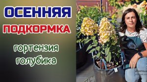 Гортензия осенняя подкормка.