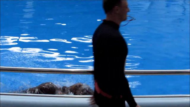 Моржиха Тика. 16 октября 2016 года смотреть онлайн