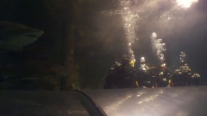 Shark Dive Xtreme at Oceanworld Manly (Sydney) with Naomi Sequeira & Immi Anh Mai & Nico Vu