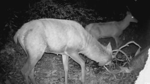 Олени учатся драться