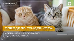 Определи гендер кота: Извращенцы добрались и до животных?