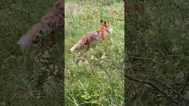 маленький отпуск в Калининграде. Зеленоградск. Кабриолеты. Лисы. Балтика. Июнь 2024