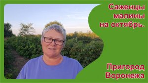 Какие саженцы будут в октябре. Часть 1. Малина. Пригород Воронежа.
