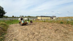 Давно нужно было это сделать. Собрали огромный урожай картошки. Накормим всех. Жизнь простых людей.