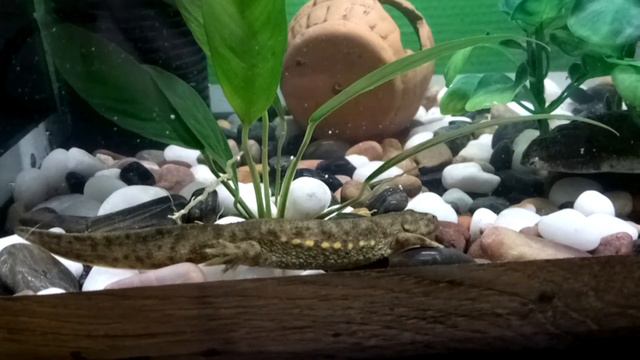 друзья котофеев смотреть онлайн