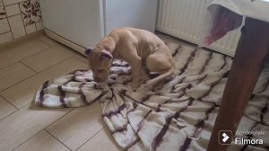 Купировка ушек щенку питбуля