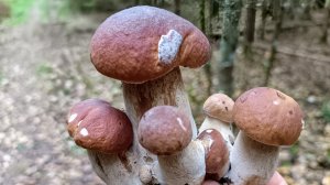 "Закрытие грибного сезона🍄.