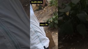119 - придом тер. от 16.09.2024 - мкд 26,35,36 очередной - третий раз подряд обман в отчетах