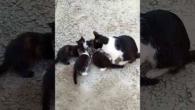 Мама кошка и ее очаровательные котята😻