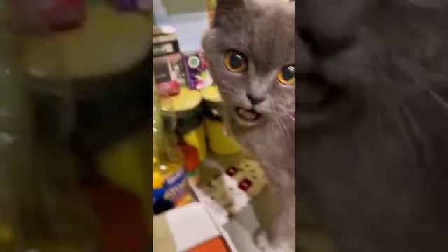 куда залез? смотреть онлайн